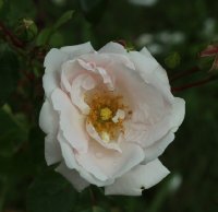 coral-dawn-466