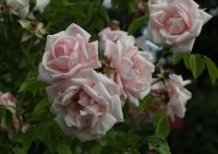 coral-dawn-467