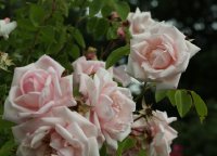 coral-dawn-468