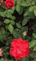 coralin-632