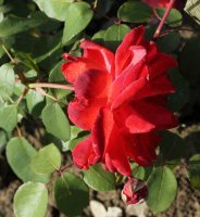 coup-de-foudre-798