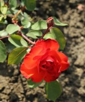 coup-de-foudre799