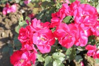 dance-of-joy-683