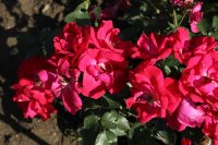 dance-of-joy-684