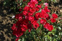 de-ruiters-herald-638