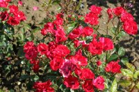 de-ruiters-herald-639
