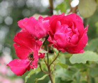 decor-549