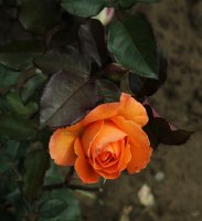 doris-tysterman-339