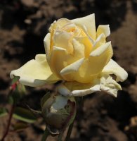 ethel-sanday-889