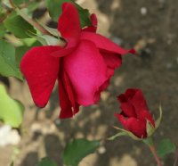 etoile-de-hollande-596