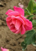 flamenda-358