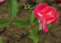flamenda-359
