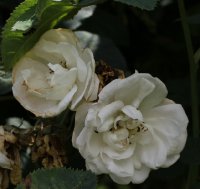 fruhligsschnee-788