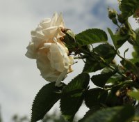 fruhligsschnee-790