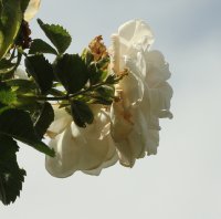 fruhligsschnee-791