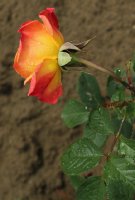 gartenspass-013