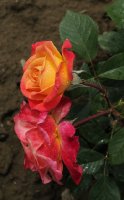 gartenspass012
