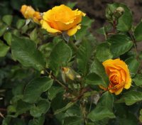 gold-reef-104