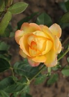 golden-medal-299