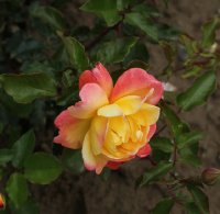 goldenes-prag-423