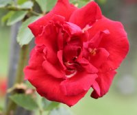 grimpant-delbart-496