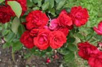 grimpant-delbart-497