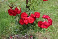grimpant-delbart-498
