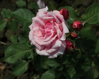 harmonie-763