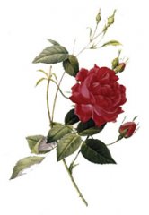 slaters-crimson-china.jpg