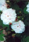 leda-foto-z-old-roses-uk.jpg