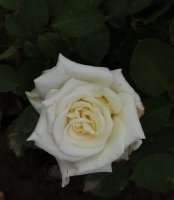 iglu-igloo389