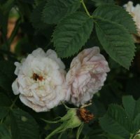incarnata-273