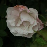 indra-559
