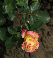 jitka-180