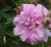 omar-khayyam-rose.jpg