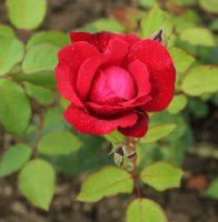 josephine-bruce497