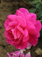 kamelie-351