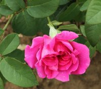 kamelie-352