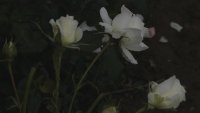 karen-blixen-673