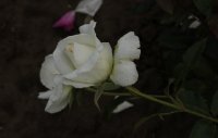 karen-blixen-674