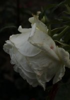 karen-blixen-675