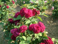 artur-de-sanasal-schmid-gartenpflantzen.jpg