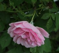 kir-royal-545