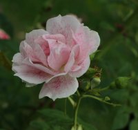 kir-royal-546