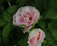 kir-royal-547