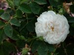 princesse-lamballe-woodland.jpg