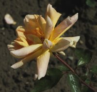 lidice-348