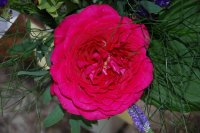 johan-wolfgang-von-gothe-rose
