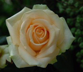 peach-avalanche-a