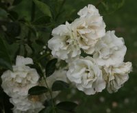 mana-bohmova-586